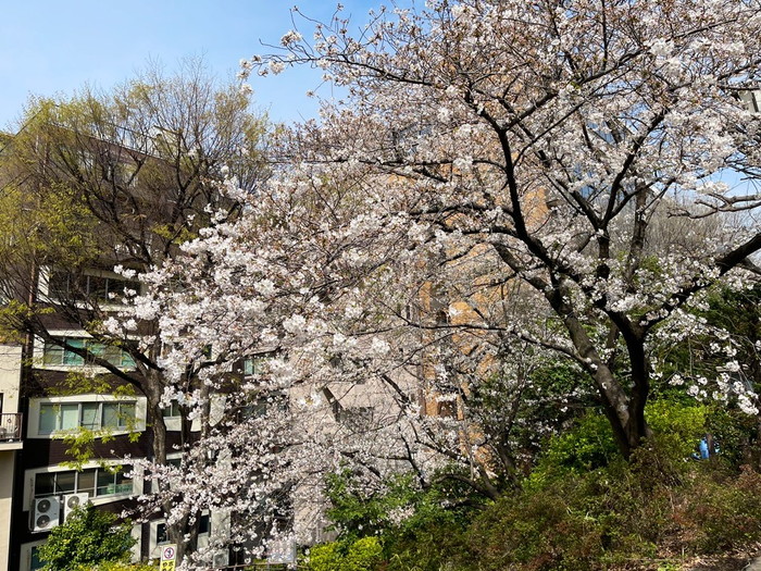 宮下公園の桜2