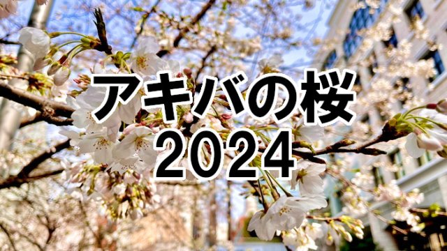 アキバの桜2024アイキャッチ
