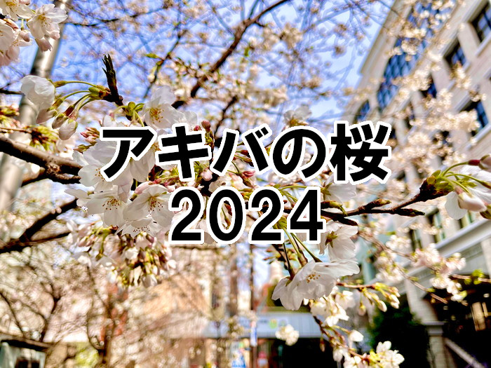 アキバの桜2024アイキャッチ