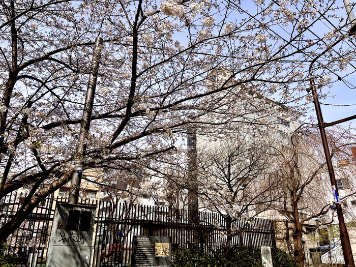 芳林公園の桜1