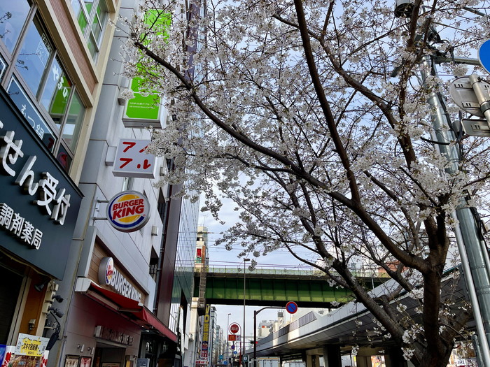 昭和通り口周辺の桜