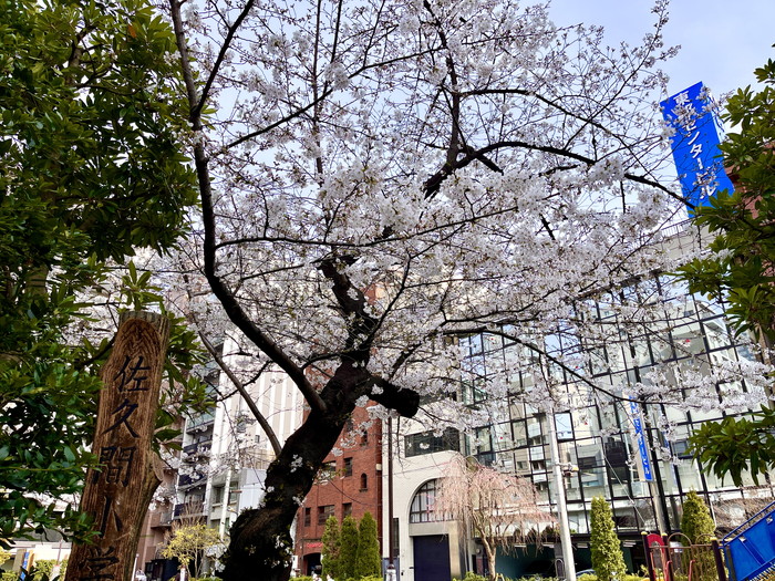佐久間公園の桜1