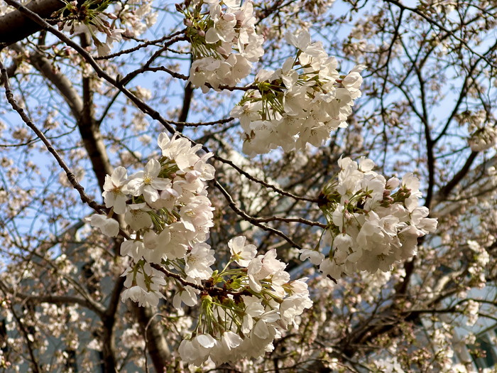 和泉公園の桜2