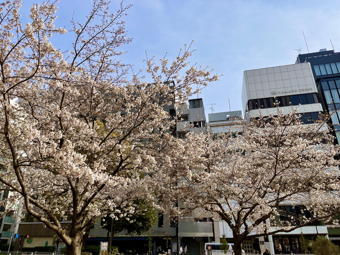 和泉公園の桜1