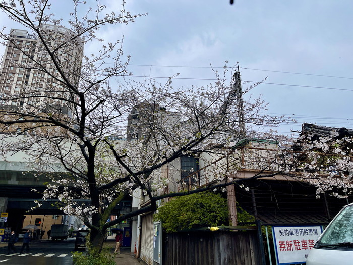 柳森神社前の桜