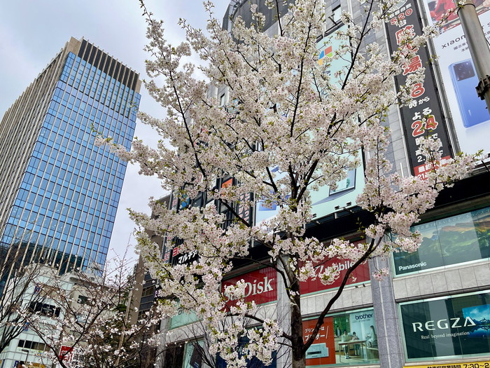 中央改札ロータリーの桜