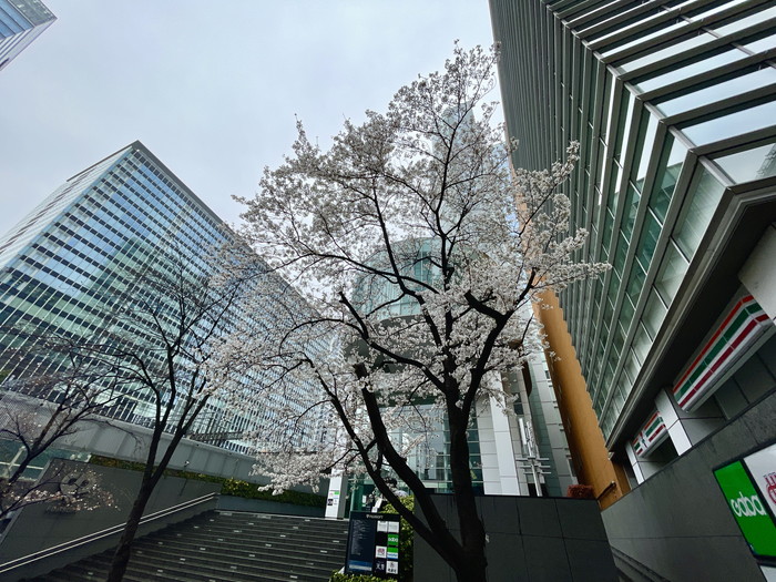 富士ソフトビル前の桜